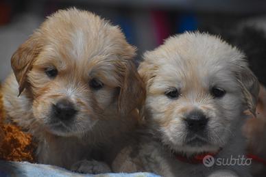 GOLDEN RETRIEVER cuccioli
