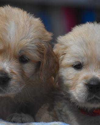 GOLDEN RETRIEVER cuccioli