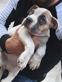 Cucciolo pitbull