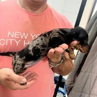 Bassotto 2 femmine arlecchino silver Top