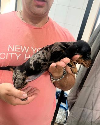 Bassotto 2 femmine arlecchino silver Top