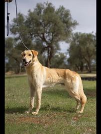 Ciabatta, simpatico e timido vuole una chance