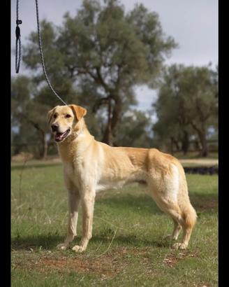 Ciabatta, simpatico e timido vuole una chance