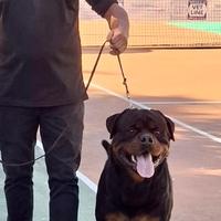 Rottweiler per monta