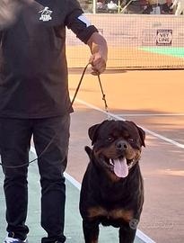 Rottweiler per monta
