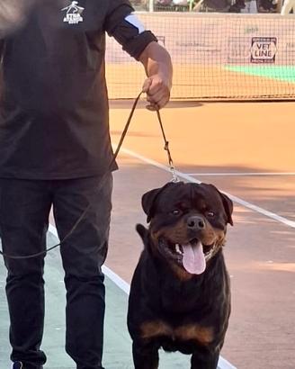 Rottweiler per monta
