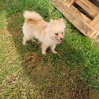 Spitz di pomerania toy