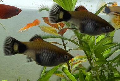 10 Platy