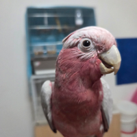 Cacatua roseicapilla ancestrale galah