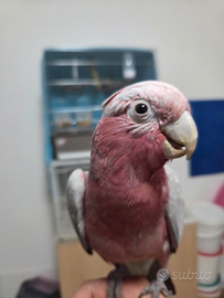 Cacatua roseicapilla ancestrale galah
