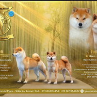 Cuccioli di shiba con pedigree disponibili