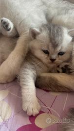 Gattina scottish straight silver chinchila