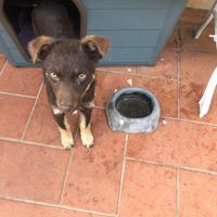 Cucciolo misto lupino e pastore tedesco