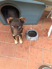 Cucciolo misto lupino e pastore tedesco