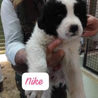 Cuccioli in adozione