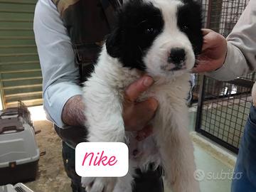 Cuccioli in adozione