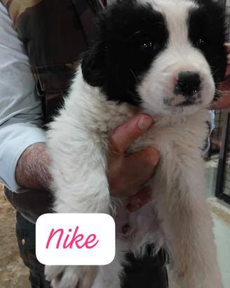 Cuccioli in adozione