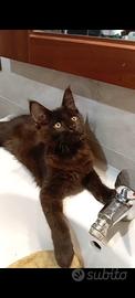 Maine coon maschietto black