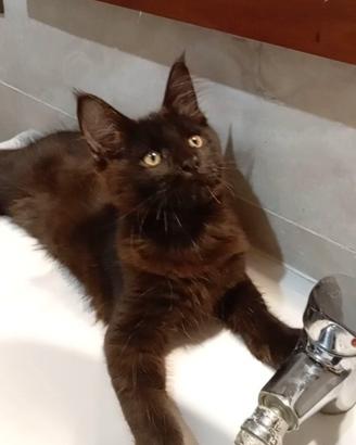 Maine coon maschietto black