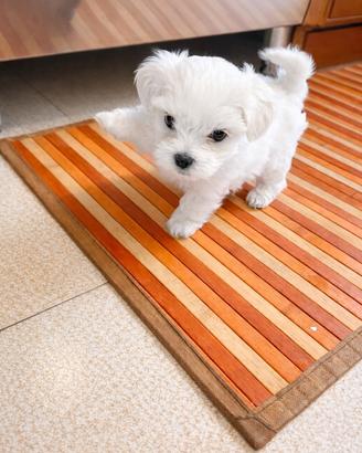 Cucciolo maltese toy in pronta consegna