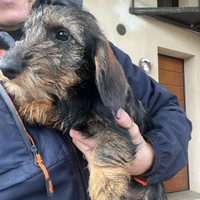 Cuccioli maschi di bassotto nano