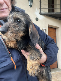 Cuccioli maschi di bassotto nano