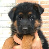 Allevamento ENCI - cuccioli di pastore tedesco