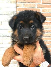 Allevamento ENCI - cuccioli di pastore tedesco