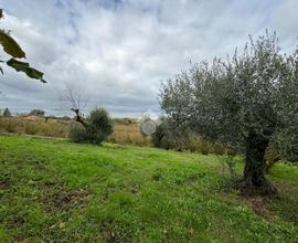 TER. AGRICOLO A BASSANO IN TEVERINA