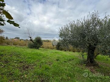 TER. AGRICOLO A BASSANO IN TEVERINA