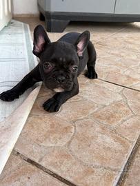 Bulldog francese