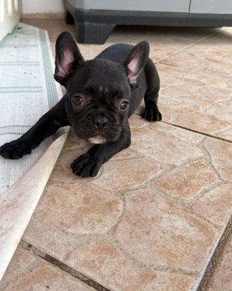 Bulldog francese