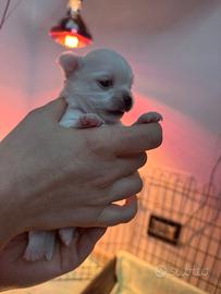Cuccioli di chihuahua pelo lungo