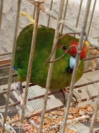 Pappagallo kakarichi