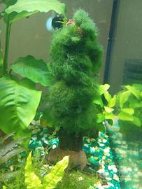 legno e piante acquario