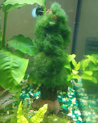 legno e piante acquario