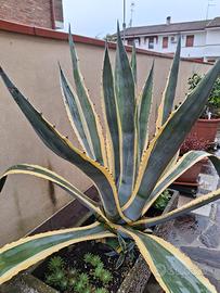 Agave americana 