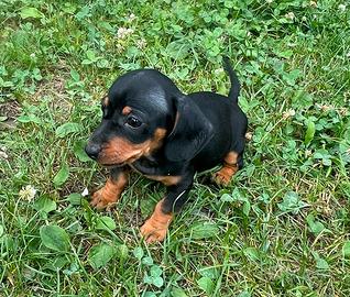 Cuccioli di bassotto tedesco