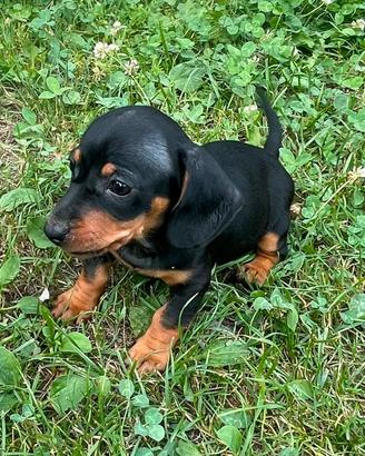 Cuccioli di bassotto tedesco