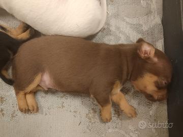 cuccioli pincher 