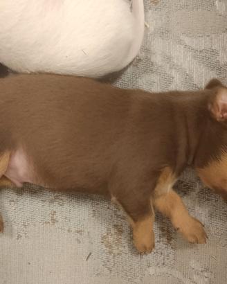 cuccioli pincher 