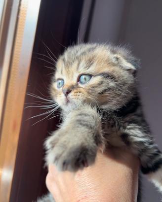 Gattini