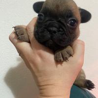 Cuccioli di bouledogue francese