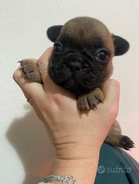 Cuccioli di bouledogue francese