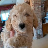 Cucciola di barboncino