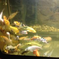 Carpe koi italiane e giapponesi