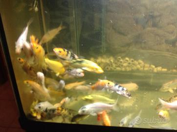 Carpe koi italiane e giapponesi