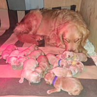 Golden retriever americano