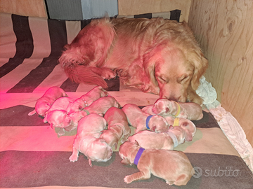 Golden retriever americano