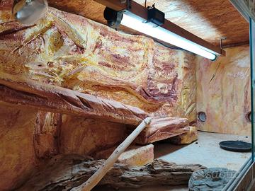 terrario pogona -rettili 